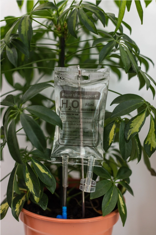 Mini Plant Life Support