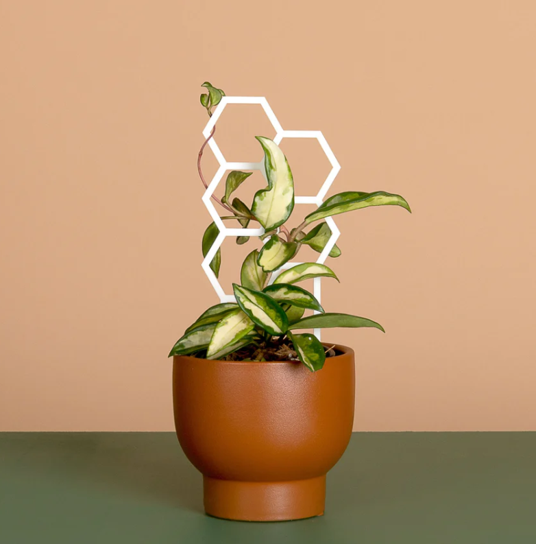 Honeys Plant Climbers - Hex - Coloured Trellis