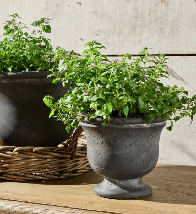 French Country Collections - Georgio Planter (Small)